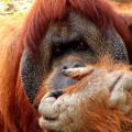 Borneo wildlife