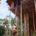 Korowais House Tree (West Papua)