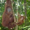 Discover your wild side on a trip deep into the Borneo rainforest