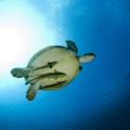 Magnificient underwater life in Indonesia