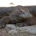 The Komodo dragon is also known as Varanus komodoensis